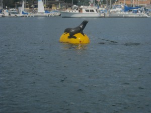 Eine Seerobbe auf einer Robbe ganz in der Nähe des Hafens.